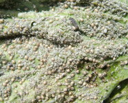 Cabbage aphids parasitised by parasitic wasp (Pic C10)