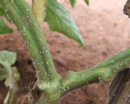 Mealybug on tomato stems (Pic M11)