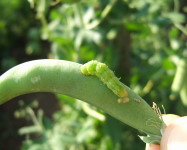 African bollworm larva on pea pod (Pic A25)