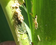 Aphids on maize plant (Pic A85)