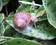 Garden brown snail (Pic G99)