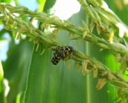 Astylus beetles on maize tassel (Pic A22)