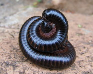 Millipedes mating (Pic M35)