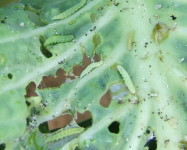 Diamond-back moth larvae on cabbage (Pic D10)