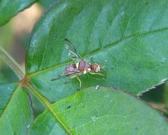 Cucurbit fly resting on rose leaf (Pic C20)