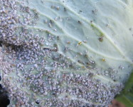 Aphids on cabbage (Pic A80)