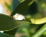 Australian bug on citrus stem (Pic A28)