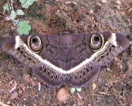 Owl moth adult (Pic O19)