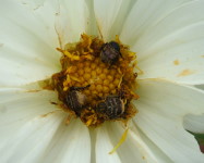 Monkey beetles on dahlia flower (Pic M55)