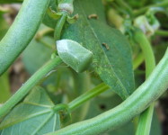 Green vegetable stinkbug (Pic G10)