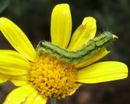 African bollworm larva on flower (Pic A15)
