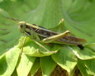 Locust (adult ) on sunflower (L80)