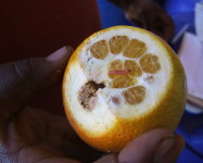 False codling moth larva & damage citrus (Pic F20)