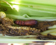 Stalkborer pupa inside rotten maize cob (Pic S85)