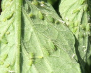 Aphids on tomato leaf close up (Pic A92)