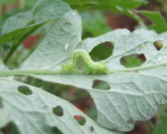 Semi-looper larva on tomato leaf with damage (Pic T10)