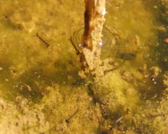 Mosquito larvae in water (Pic M39)