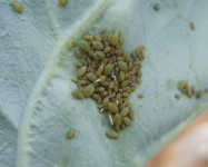 Aphids on cabbage (Pic A82)
