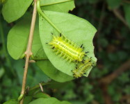 Plumslug larva (Pic P18)