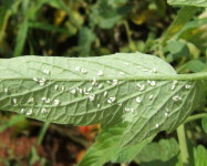 Whitefly adults on tomato leaf (W15)