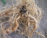 Rootknot nematode infestation tomato roots (Pic R79)