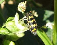 Lunate blister beetle (Pic L20)