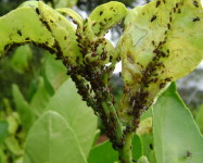 Aphids (black) on citrus tree (Pic A65)