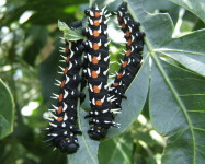 Cussonia Emperor young larvae (Pic C85)