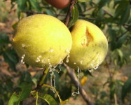 Fruit fly gum secrete on peach (Pic F42)