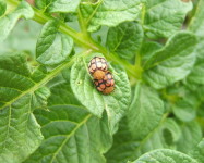 Potato ladybird (adults) with damage on potato leaf (Pic P20)