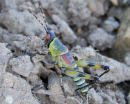 Elegant grasshopper (Pic E91)