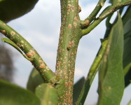 Red scale on citrus stem (Pic R10)
