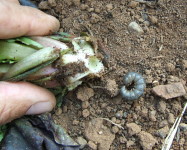 Cutworm larva with damaged seedling (Pic C90)