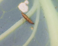 Diamond-back moth adult on cabbage (Pic D15)