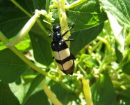 CMR (Blister) beetle on green bean (Pic C50)
