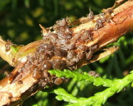 Cypress aphids on conifer branch (Pic C70)