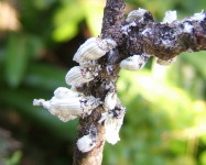 Australian bug on rose stem (Pic A26)