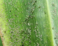Peach aphids on maize (Pic P10)