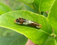 Orange-dog caterpillar young larva on citrus (Pic O20)