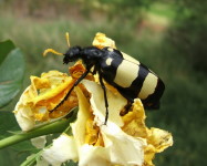 CMR (Blister) beetle on rose flower (Pic C55)