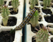 African monarch butterfly larva (Pic A50)