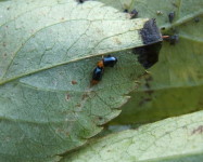 Flea beetles (Pic F40)