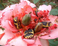 Fruit chafers on rose (Pic F30)