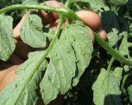 Aphids on tomato leaf (Pic A90)