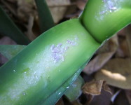 Mealybug on clivia leaf (Pic M10)