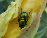 Blow fly sp (Pic B22)