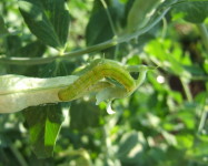 African bollworm larva on pea pod (Pic A40)