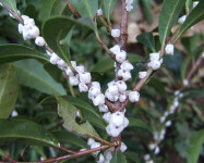 Wax scale on Eugenia branches (Pic W10)