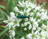 Longhorn beetle-common metallic (Pic L10)