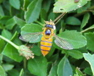 Bee fly sp (B13)